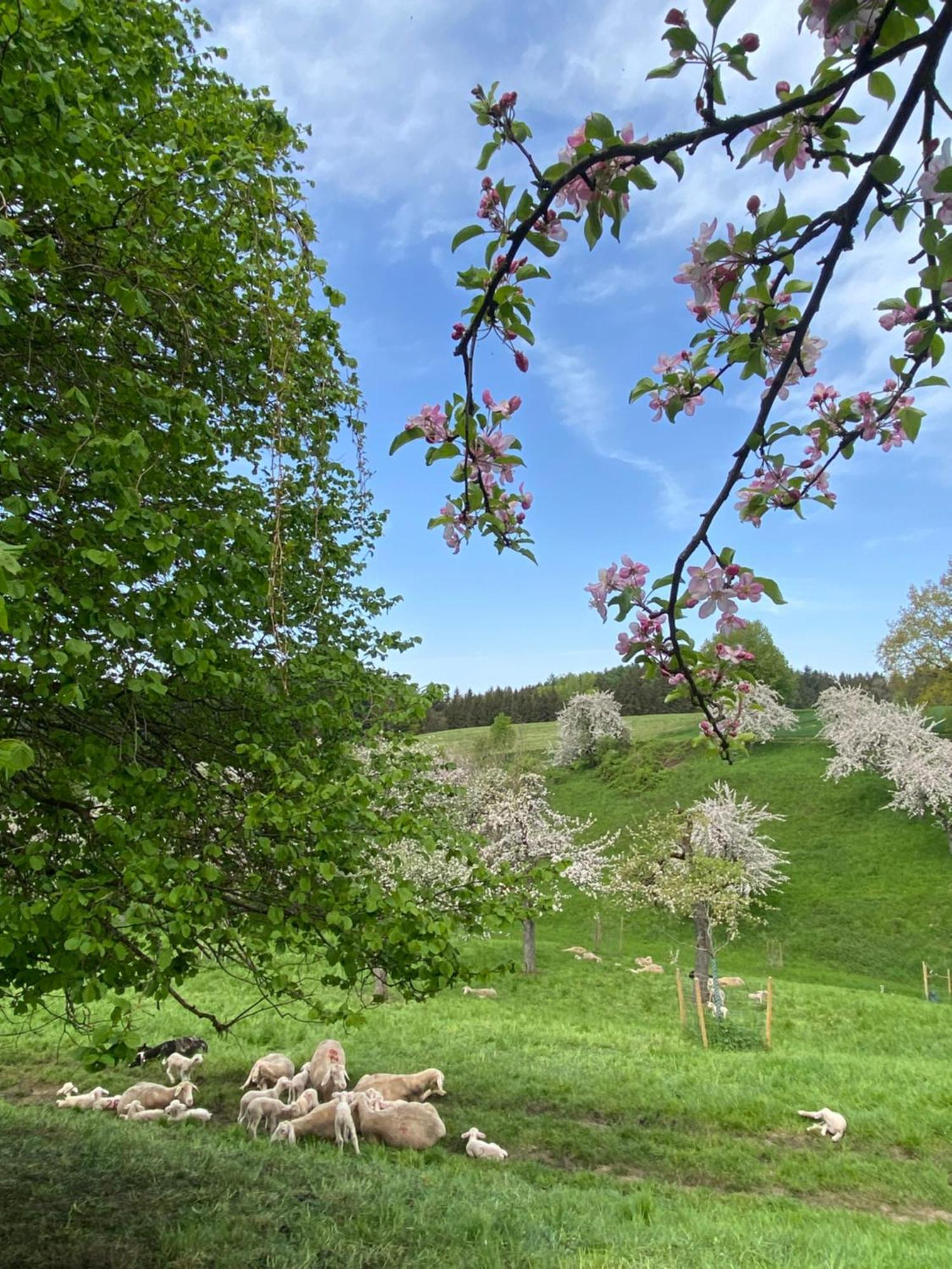 Klostergasthof Roggenburg מראה חיצוני תמונה